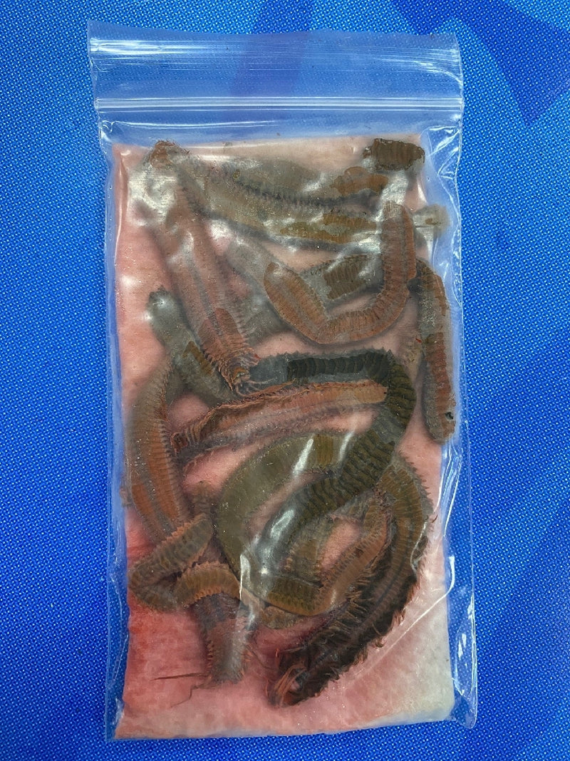 TUBEWORMS PRESERVED