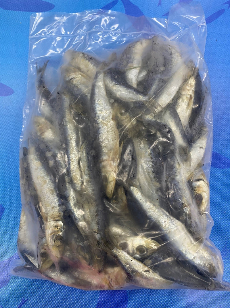 PILCHARDS SALTED 1KG