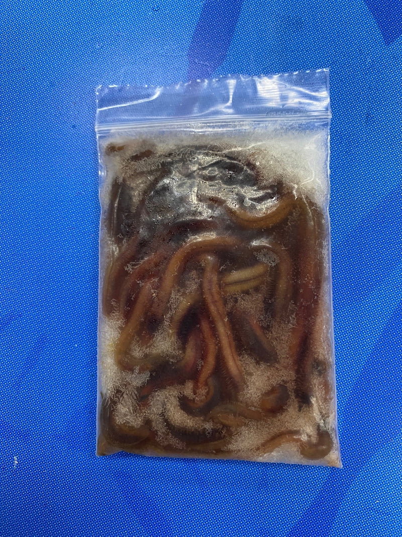 BLOODWORMS FROZEN