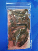 TUBEWORMS PRESERVED