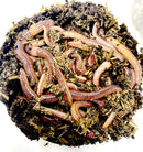 NIGHT CRAWLER BAIT WORMS
