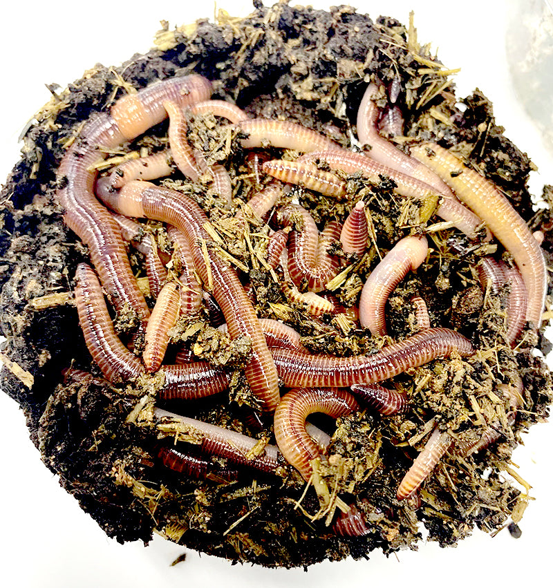 NIGHT CRAWLER BAIT WORMS