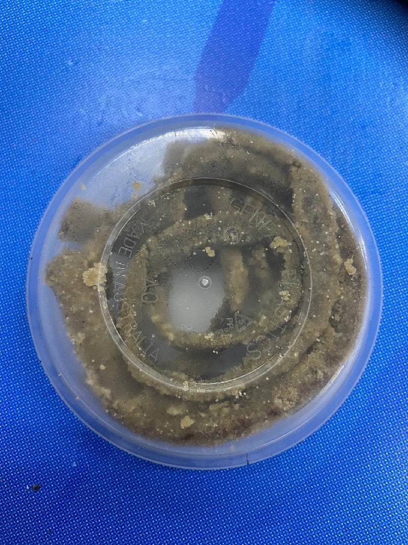 BEACH WORMS PRESERVED
